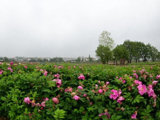 庐山花溪谷