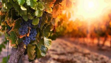 【携程攻略】悉尼悉尼猎人谷品酒一日游【更多