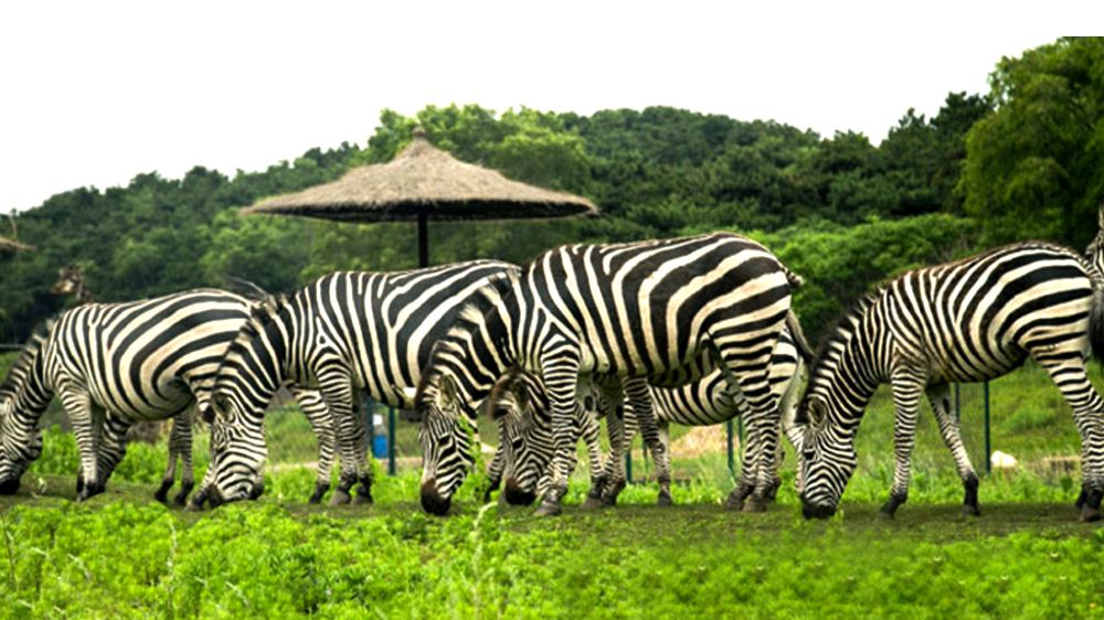 中国辽宁沈阳沈阳森林动物园一日游沈阳始发沈阳森林动物园一日游