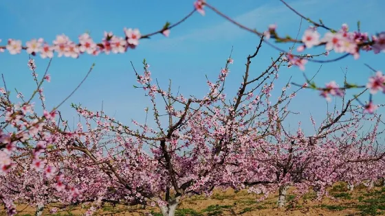 光明瑞華果園