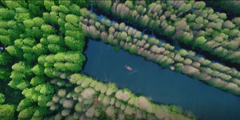 金湖水上森林景區