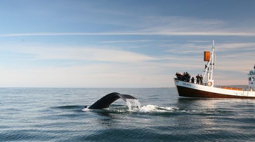 冰岛胡萨维克小镇观鲸之旅半日游【专业导游讲
