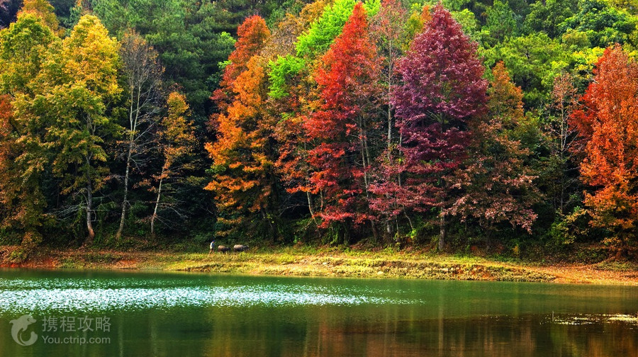 紅葉森林公園