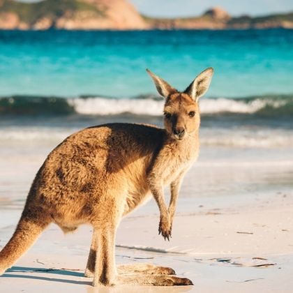 澳大利亚袋鼠岛海豹湾一日游