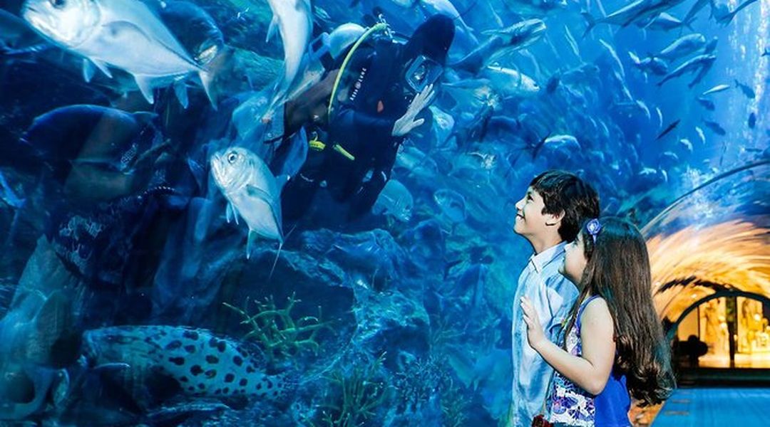 Skip The Line Dubai Aquarium And Underwater Zoo Tickets Trip Com