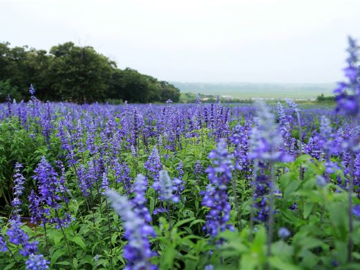 花仙子风景区