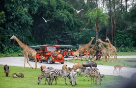 2-Day Guangzhou Tour: Safari Park Adventure, Lingnan Cultural Essence
