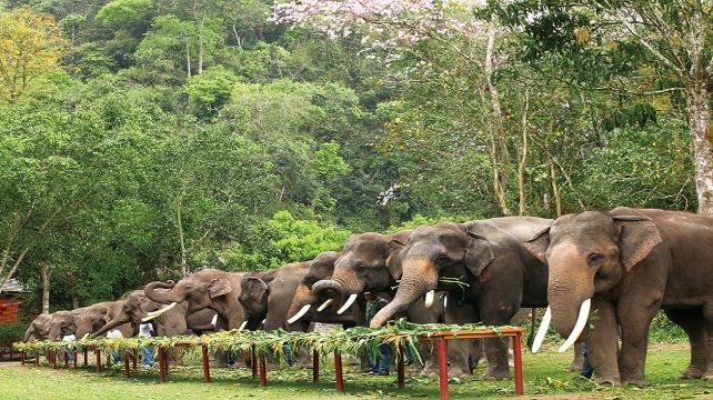 西双版纳野象谷 曼听公园一日游【走进亚洲象保护区,小车舒适游】