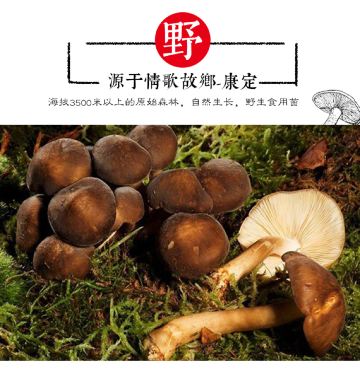 四川特产高原青杠菌68g罐3罐起售