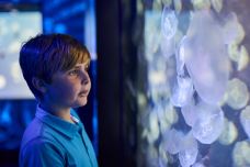 墨尔本水族馆-墨尔本