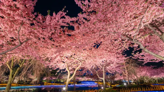 名花之鄉