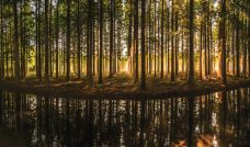 宝应湖国家湿地公园-宝应-C-IMAGE