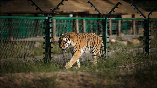 北京十渡拒马乐园中文语音讲解(由三毛游手机导游提供)
