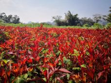 上林霞客桃源壮乡旅游度假区-上林-C-IMAGE