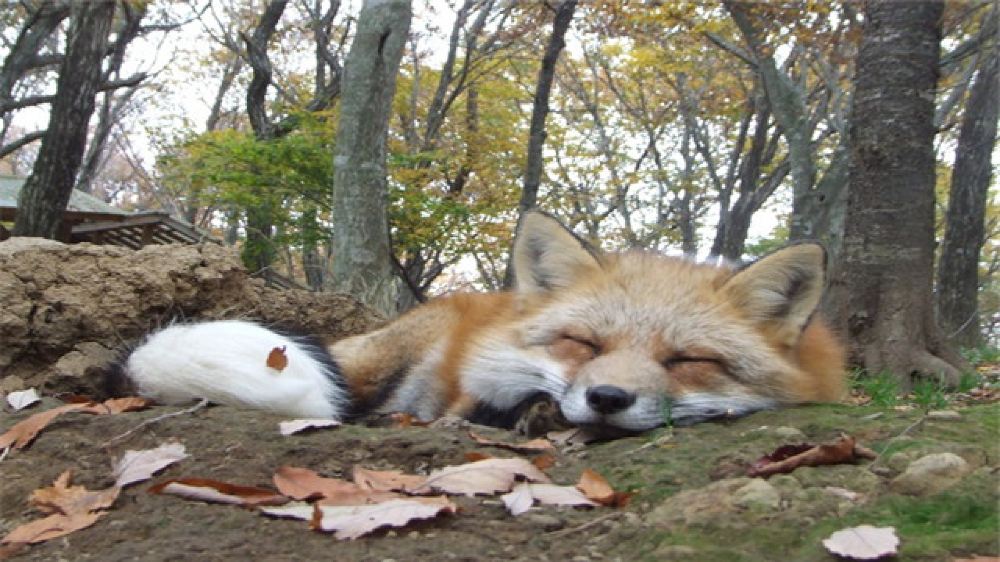宫城县白石市藏王狐狸村 御釜火山湖 雪壁走廊一日游 宫城白石往返 线路推荐 携程玩乐