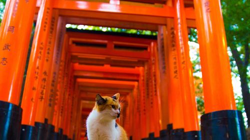 可选13人小团 日本京都清水寺 八坂神社一日游 伏见稻荷大社 金阁寺 岚山 线路推荐 携程玩乐 可选13人小团 日本京都清水寺 八坂神社一日游 伏见稻荷大社 金阁寺 岚山 线路推荐 携程玩乐