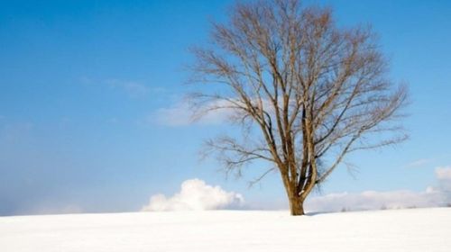 日本北海道富良野美瑛浪漫冬季一日游 春节期间限定特价 线路推荐 携程玩乐