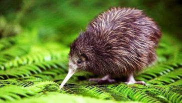 新西兰探索地热之城四日游【奥克兰往返 