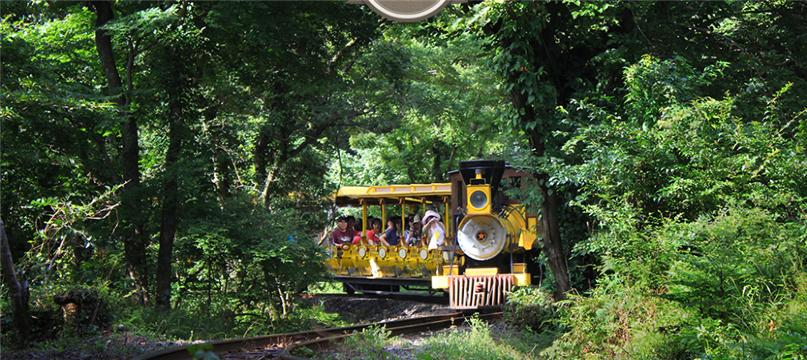 济州岛森林生态乐园ecoland 森林小火车