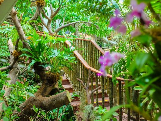 正佳雨林生态植物园