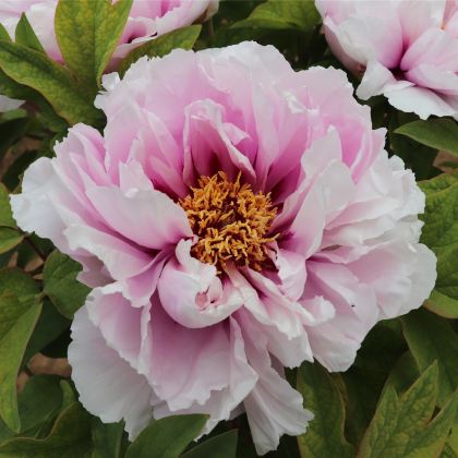 洛阳龙门石窟+老君山景区4日3晚拼小团