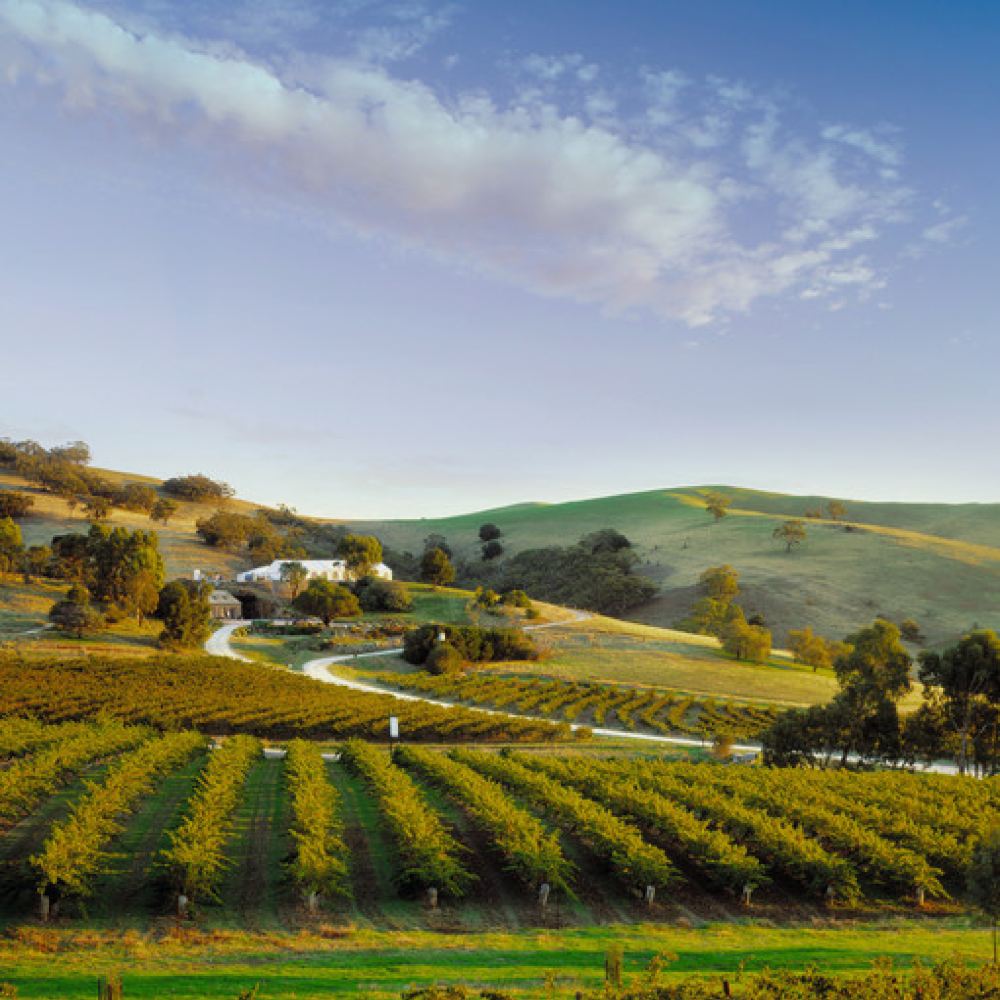澳洲三大红酒产区之一+芭萝莎谷一日游【中文