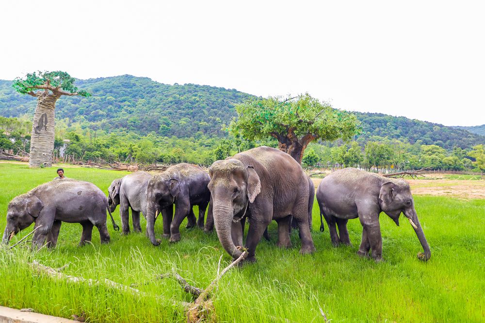 长兴太湖龙之梦乐园一日游动物世界钻石演出游动物世界赏钻石演出
