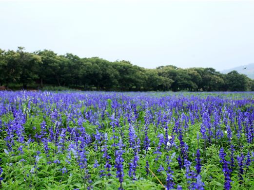 花仙子风景区