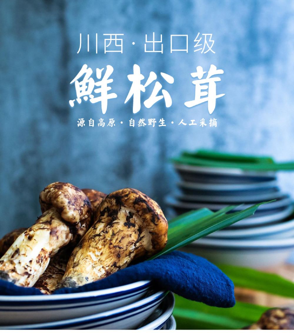 四川特产九寨沟雅江野生新鲜松茸912cm不能不尝的山珍美味顺丰空运