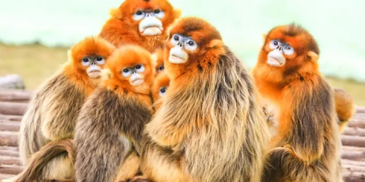 西霞口神鵰山野生動物園