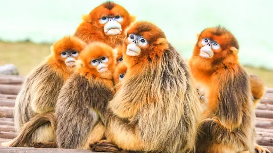 西霞口神鵰山野生動物園