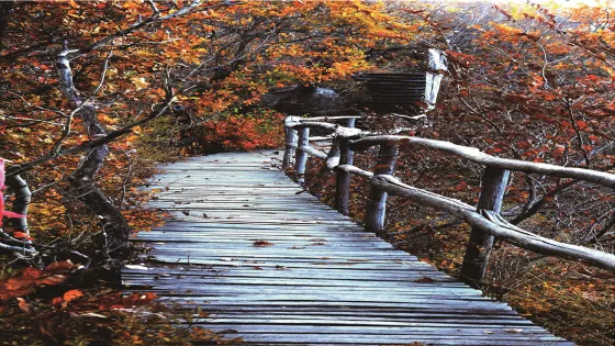 國家吊水壺森林公園