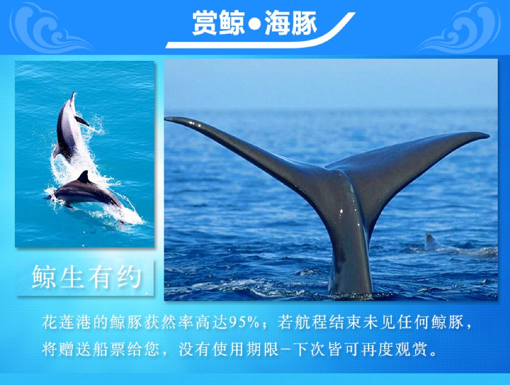 台湾花莲出海赏鲸游 花莲市区上门接送 线路推荐 携程玩乐