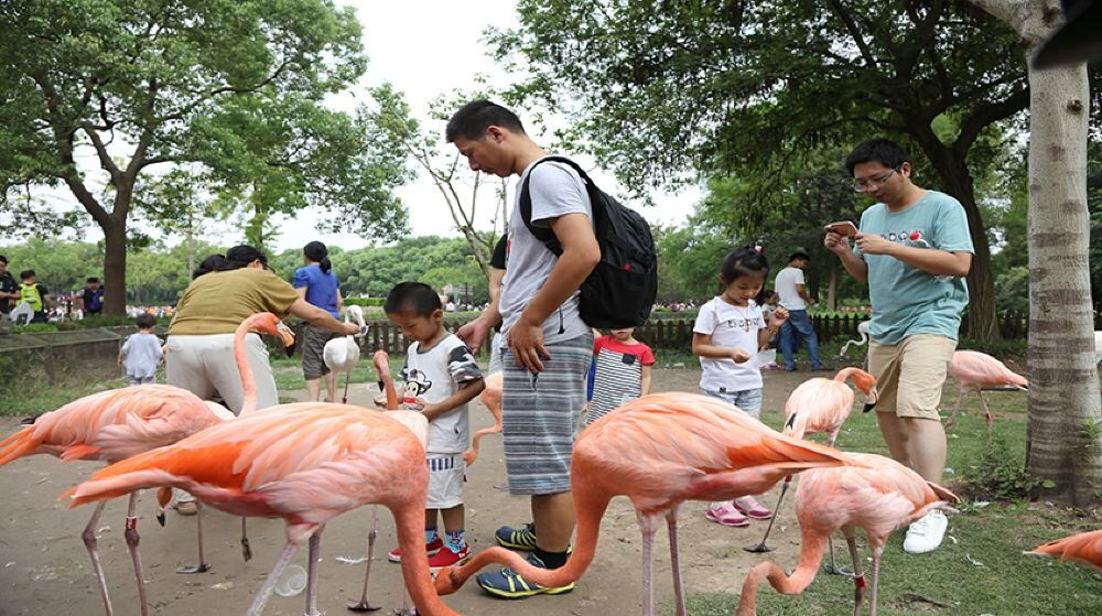 Shanghai Wild Animal Park Ticket | Trip.com