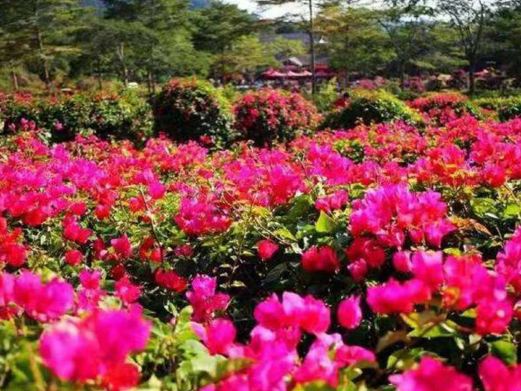 花台山景区