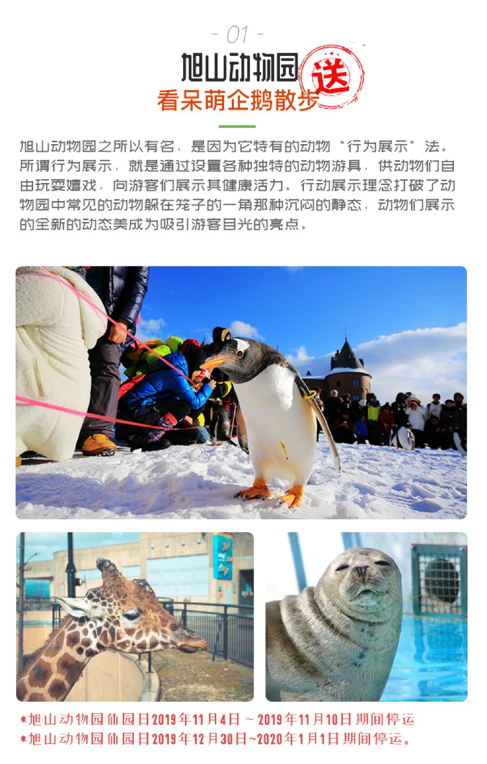 日本北海道 旭山动物园 美瑛町 白须瀑布一日游 枫叶季亲子青池森林精灵露台中文纯玩含餐 线路推荐 携程玩乐