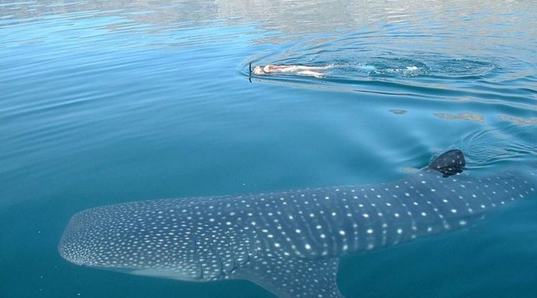 Private Tour Swimming With Whale Shark From Tulum Trip Com