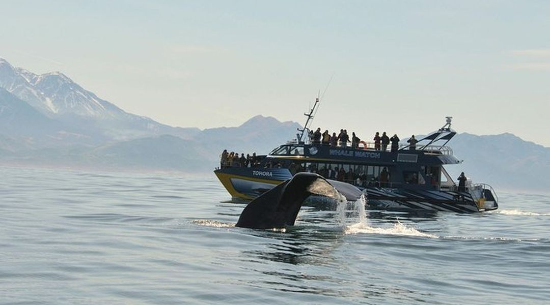 Kaikoura Whale Watch Day Tour From Christchurch Trip Com