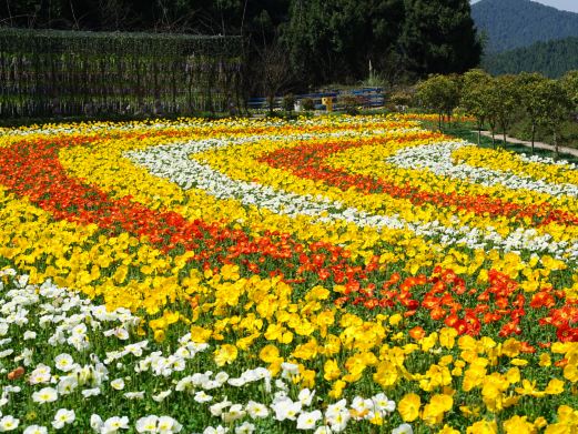 中国香山寿香谷