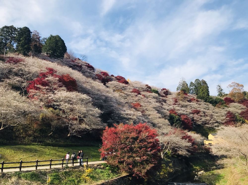 日本愛知縣奇幻香嵐溪夜景 小原四季桜 永保寺古銀杏 奧特萊斯一日遊 楓之物語 一人成團 Trip Com
