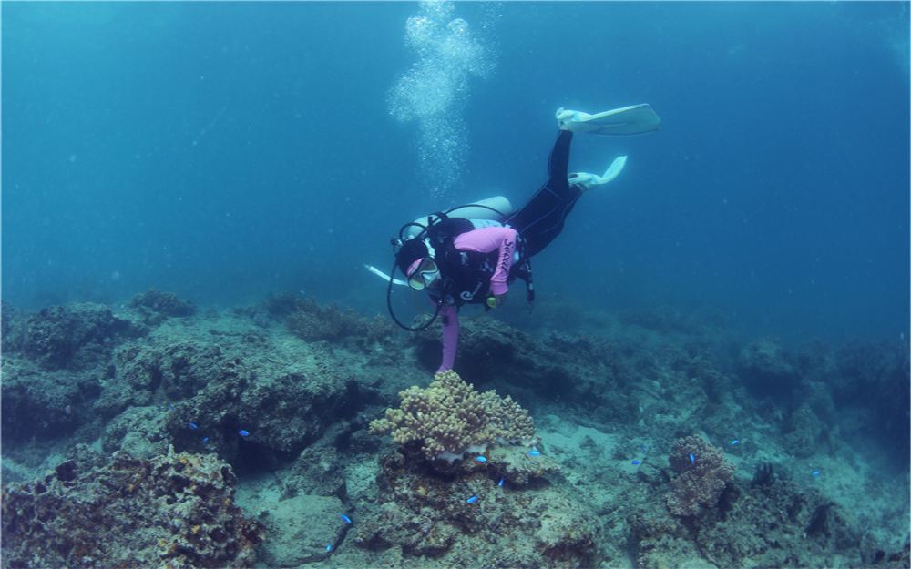 三亚亚龙湾柏悦度假酒店精品潜水百福湾太阳湾三亚醉美海湾软珊瑚群