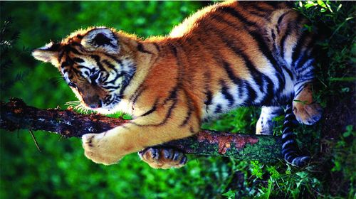 牡丹江威虎山城影视城+东北虎林园一日游【牡