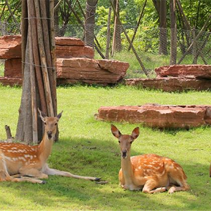 南通森林野生动物园+南通森迪冰雪海洋乐园2日1晚自由行