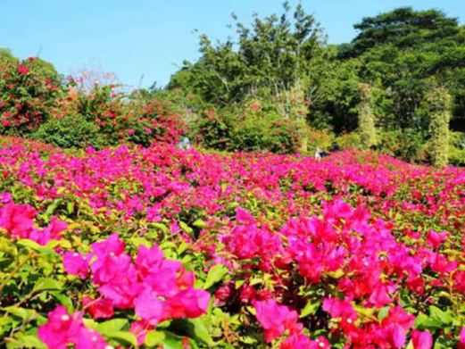 花台山景区