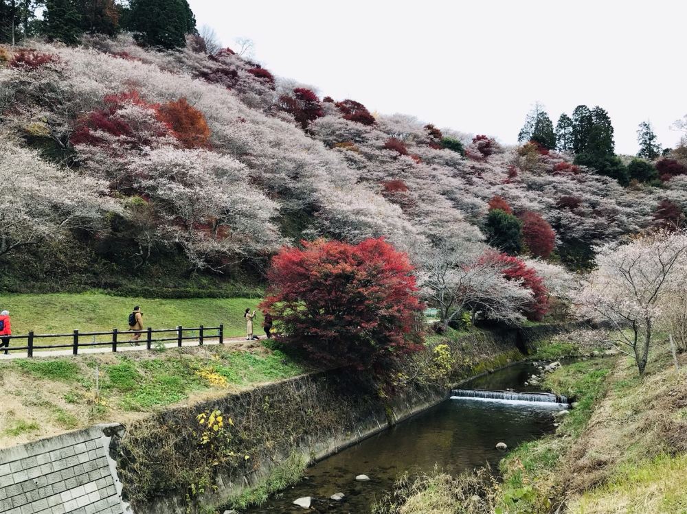 日本愛知縣奇幻香嵐溪夜景 小原四季桜 永保寺古銀杏 奧特萊斯一日遊 楓之物語 一人成團 Trip Com