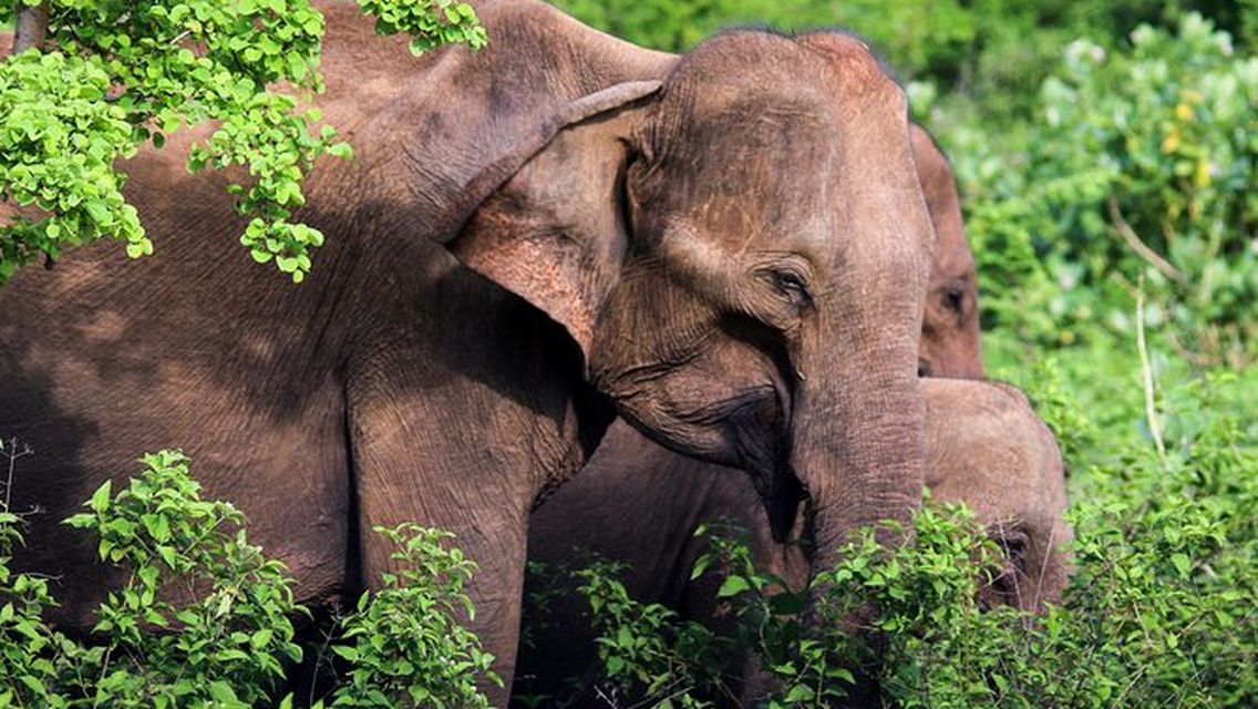 Private Day Tour Udawalawe National Park Safari From Tangalle