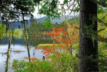 云南香格里拉虎跳峡+普达措国家公园一日游【优选纯玩商务小团】【正规舒适商务车小团、一人一正座，当地地道师傅提供专业服务】