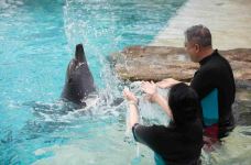 海哺栖息地-新加坡