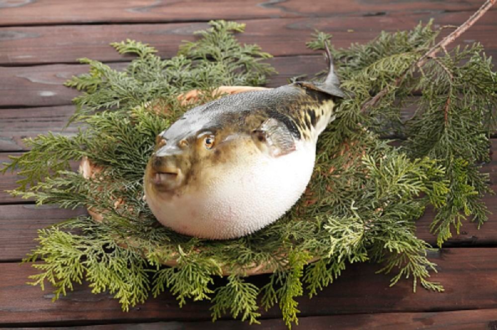 东京虎河豚料理专营店 玄品河豚 三种午餐晚餐套餐任选 浅草店 神乐坂店 线路推荐 携程玩乐