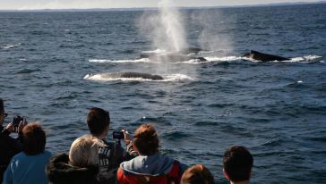 蓝鲸有多壮观 350o0w000000kqbhtE772_C_364_206.jpg